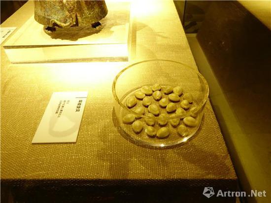 环纹货贝,西汉,晋宁石寨山墓地出土,长1.5 宽1 高0.7cm,云南省博物馆藏
